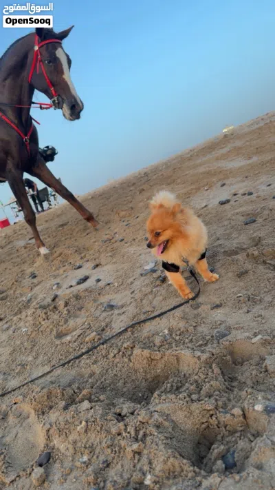 ذكـر الـبـومرينيان 4