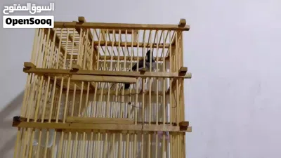 بلبل لبه فحل للبيع 2