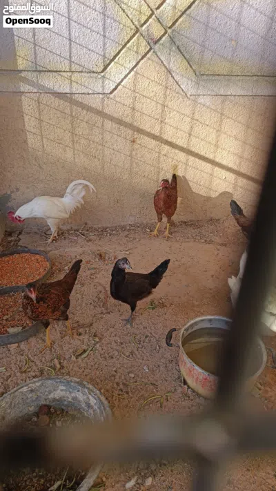 سلام عليكم جداج للبيع وسعر مناسب اقره الوصف 2