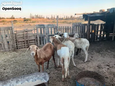 6 نعاجه للبيع تهري ربي يبارك 2