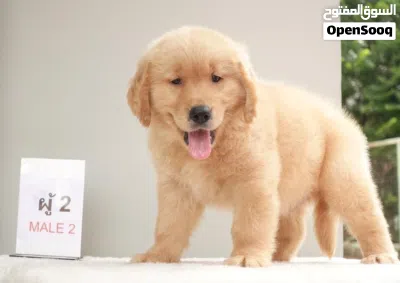Golden Retriever Puppies 4