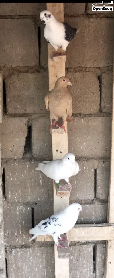 حمام للبيع 4