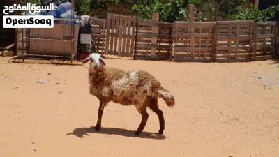 فطيمه هجين وطني ربي يبارك مش مبدله عشره بادن الله سلاله ربي يبارك جنس تومي 2