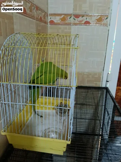 ببغاء دره عندي ذكر و روز 2