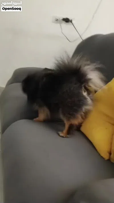 للبيع كلب بوميرانيان 3