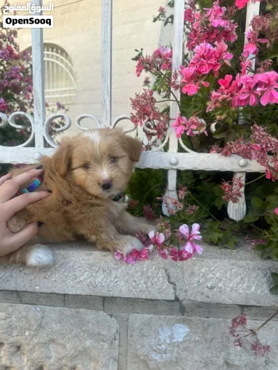 Multipoo Dog 4