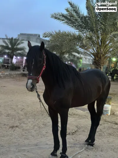 خيول للبيع 2