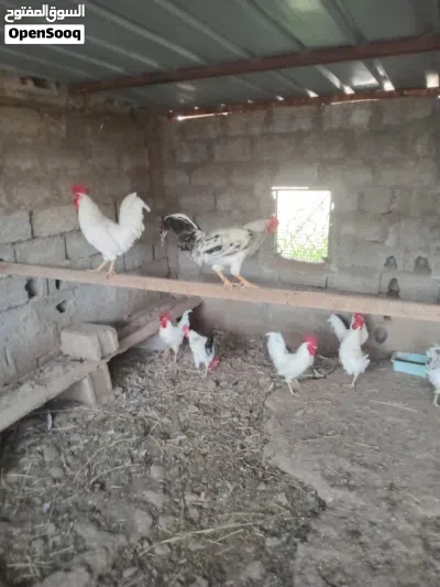 ذكور فرنسي اصل للبيع 2
