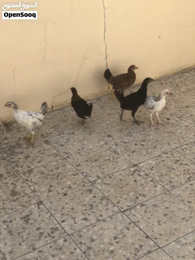 صيصان بلدي شهرين 3