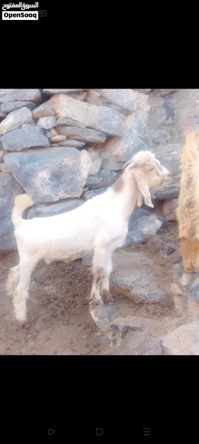 تيوس من حلال لجواميد لجبل الاخضر 2