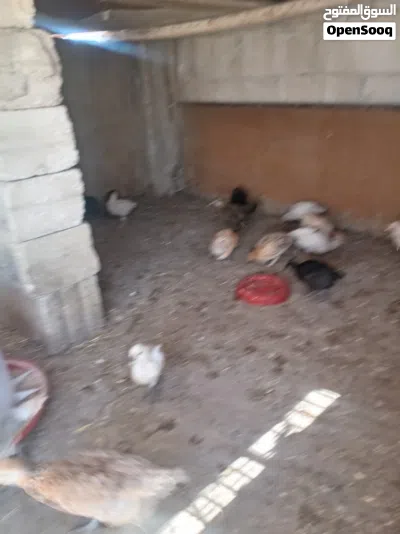 صيصان بلدي للبيع 2