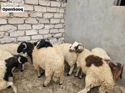 18 كبش للبيع 4