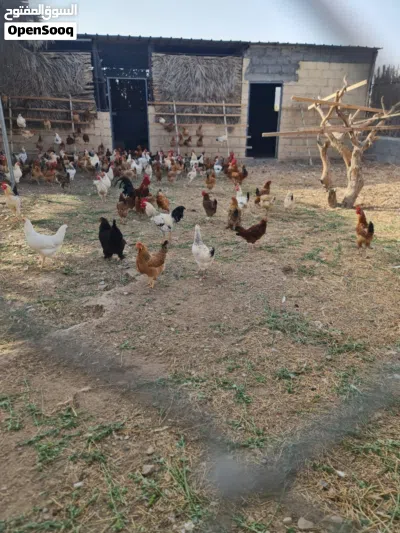 ارض زراعيه حق انتفاع للبيع حي التراث 3