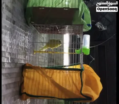 كناري سوبر فوول الفوول 3