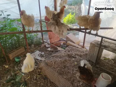 دجاج للبيع 4
