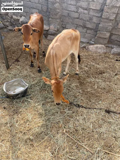 عجلتين عمانيات 2