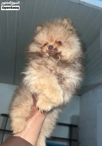 Pomeranian 4