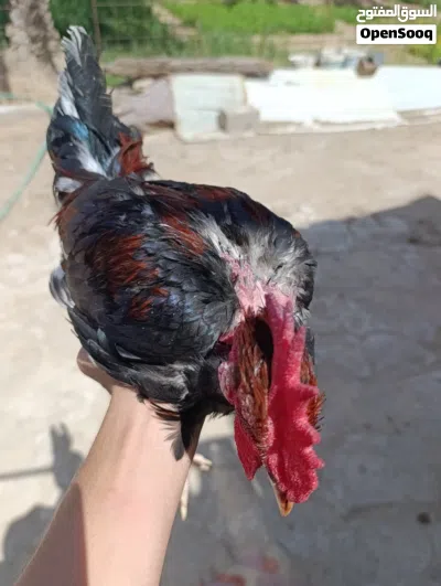 ديوجه ابو ركيبه اقره الوصف 2
