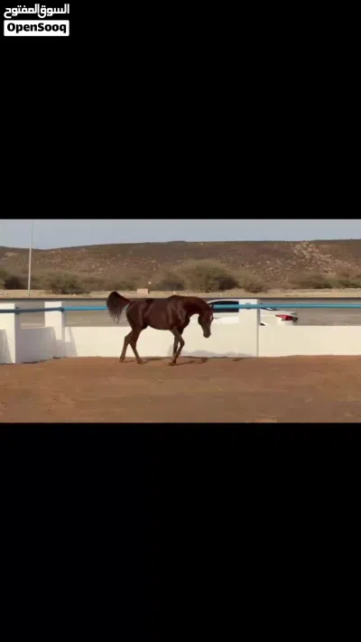 حصان عربي اصيل 2