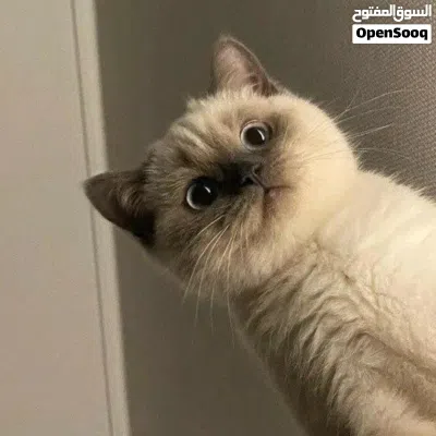 إكزوتيك شورت هير كولوربوينت 2
