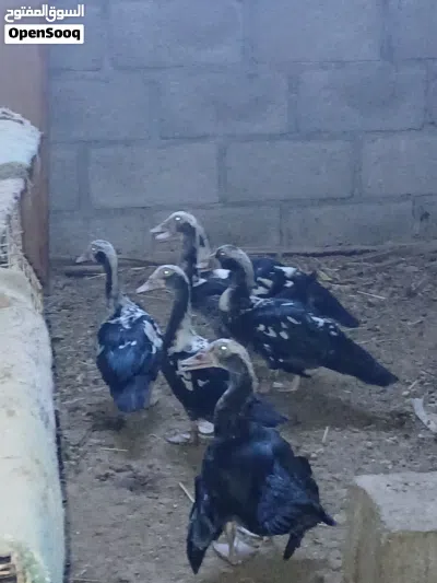 بط مصري للبيع 2