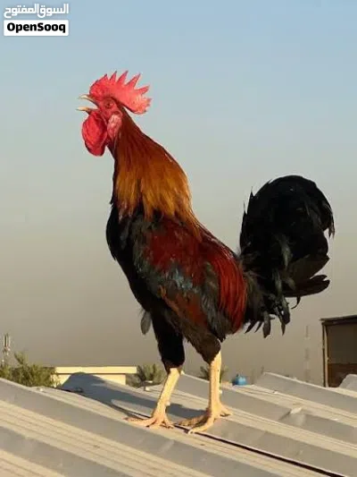 ديك شمسي الوصف مهم 2