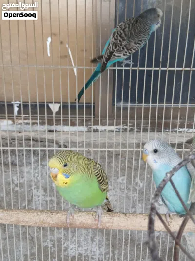 Australian parakeets 4