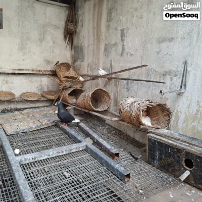 undefined 4
