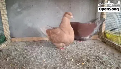 مطلوب حمام قلاب درجه اولى او ثانيه 3