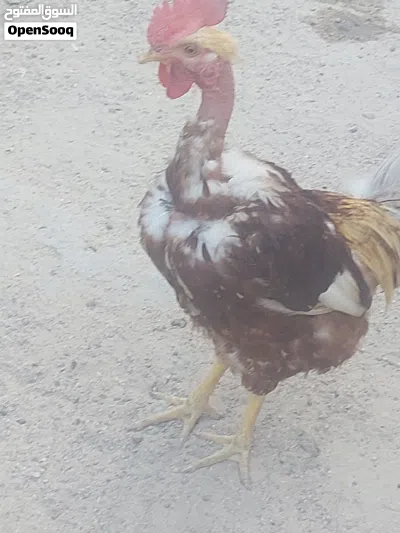 دجاج لبيع سعر ديك 2