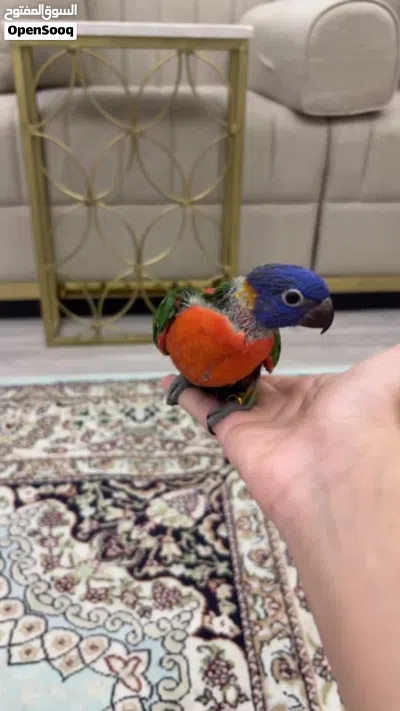 لوري رينبو 2