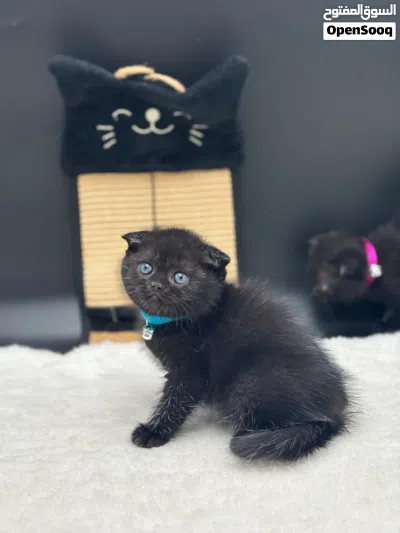 2 كيتنز سكوتش فولد بلاك ذكر وانثي 2 kittens scottish fold black, male and female 4