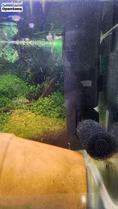 Axolotl for Sale – Complete Setup Included 3