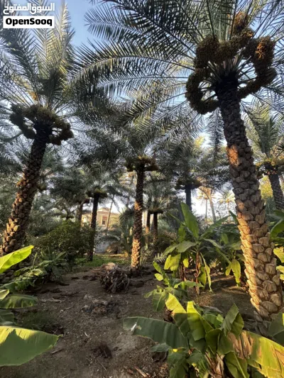 نخيل خلاص للطناء 2