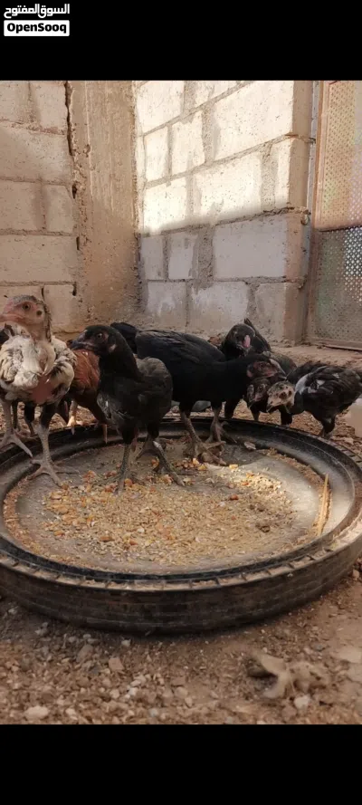 فرخات بكستاني 4