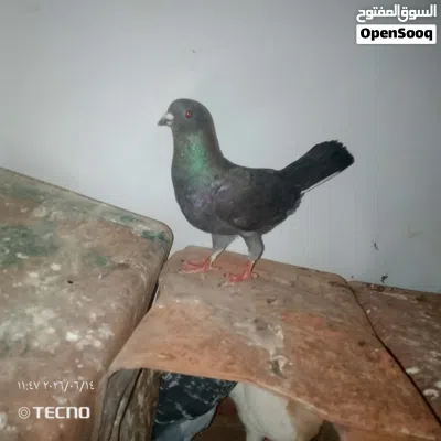 حمام البيع 4