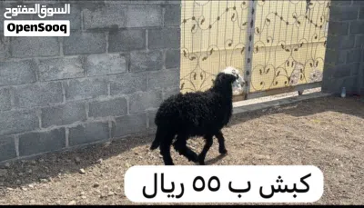أغنام للبيع 4