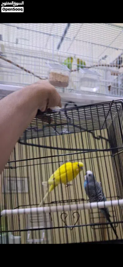 Buggies Love birds 2