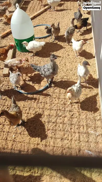 فلوس عربي عمر شهرين تقريبا 60 طرف 3