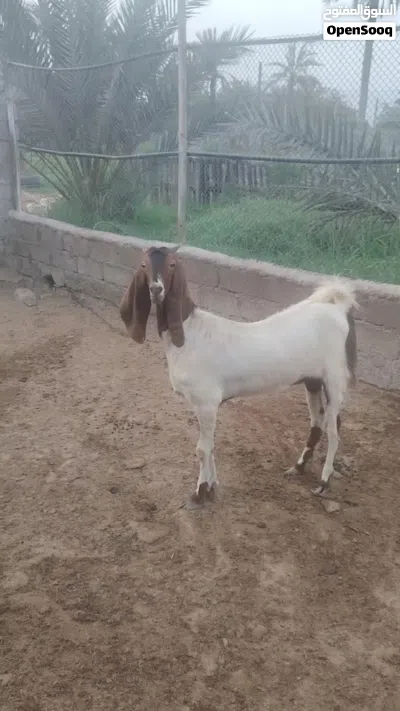 اسخله باكستانيه بكر 4