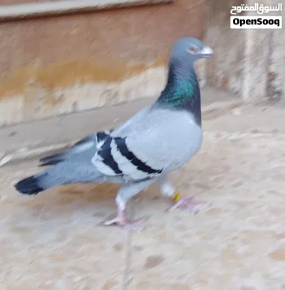 زاجلية موديل 2019 3