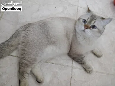 قط نوع برتش مميز لعوب و اليف للبيع 2