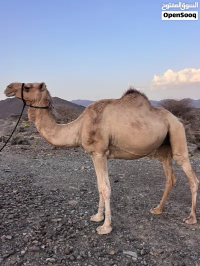 ناقه مدني وسلاله طيبه 4