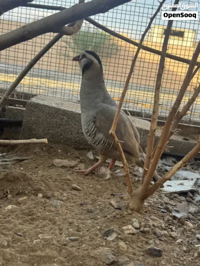 زوج حجل عماني تفقيس طبيعي 3