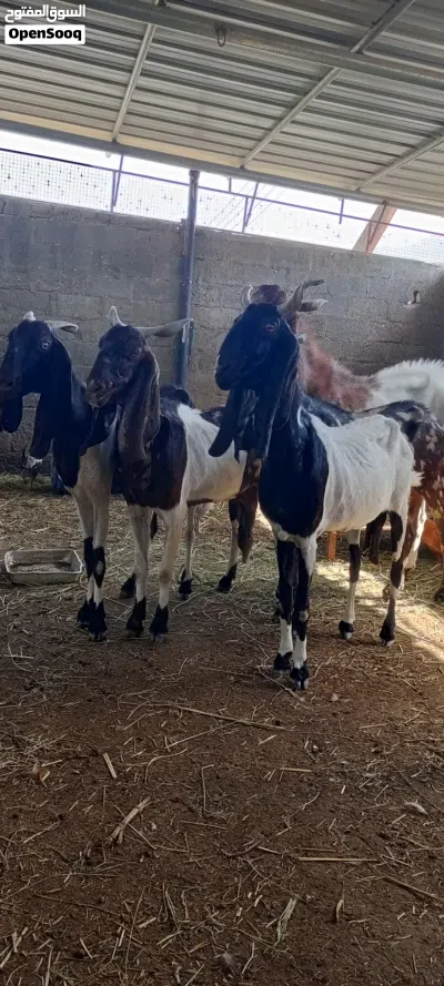 حلال باكستاني 2