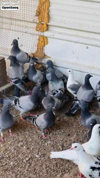 للبيع طبات حمام زاجل صحتهم فوق الطيبه واحجام 2