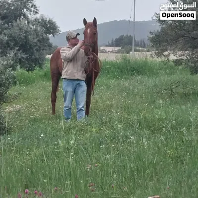 مهر اشقر قطعه نخب أول عقل وكفاله من جميعو 2