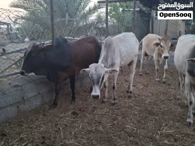 ثيران خارجيات احجام طيبه الحمدلله الراس 270 نهايه التواصل واتساب او اتصال فقط 2