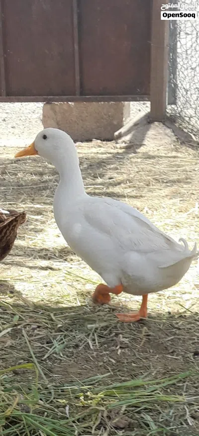 بيع بطتان البطه البيضاء وبطه سوداء البطه البيضاء بكيني فرنسي والبطه السوداء بطه محليه 2