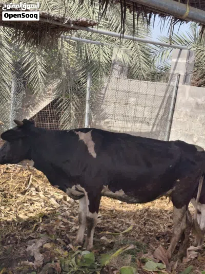 بقره ضفاريه 2